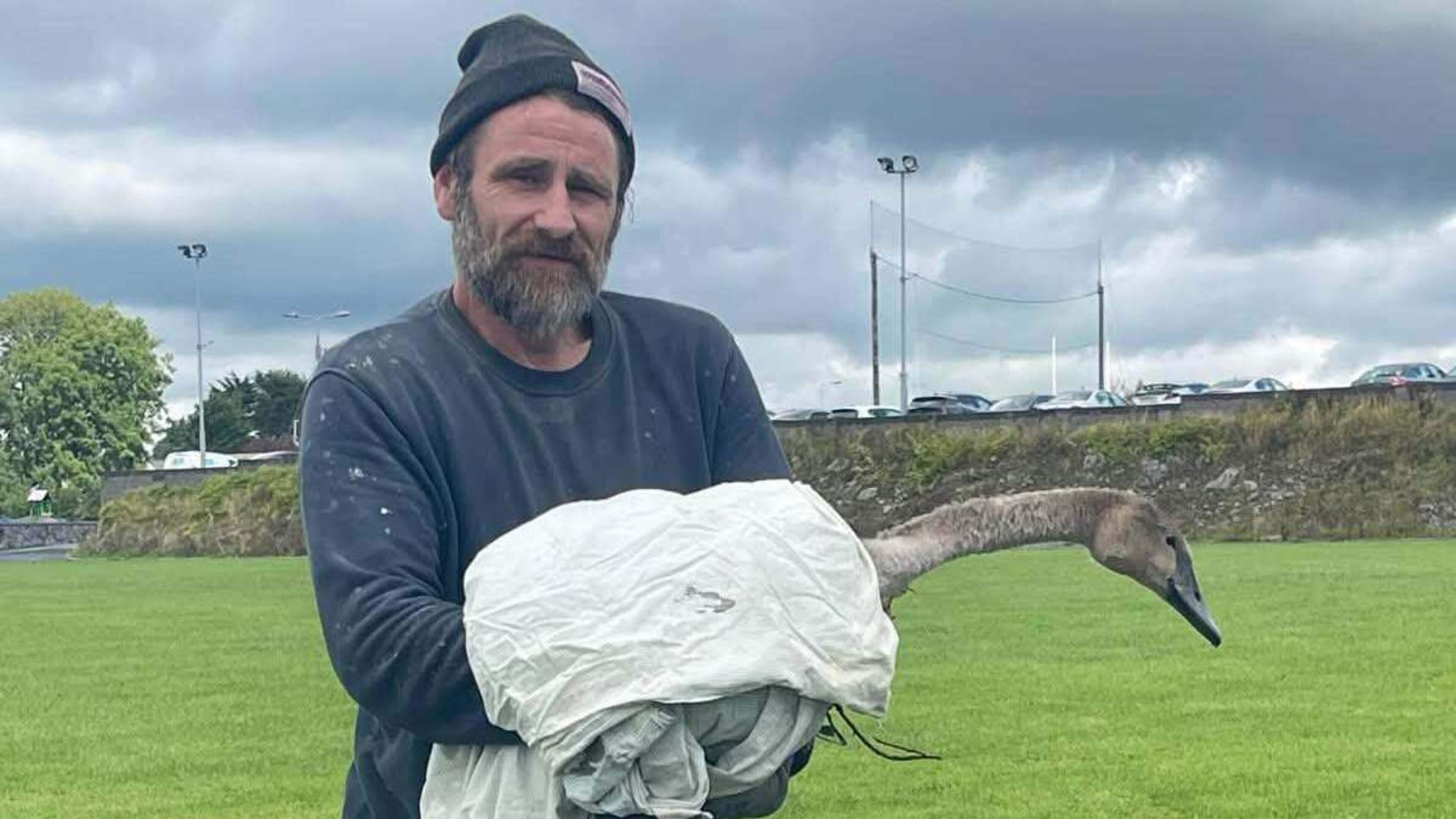 ‘Hero’ rescues baby swan trapped in hedge after wandering onto Galway football pitch